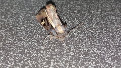 Trigonophora flammea