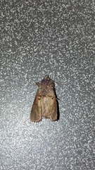 Trigonophora flammea