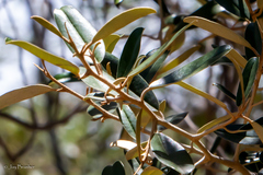 Capparis cynophallophora