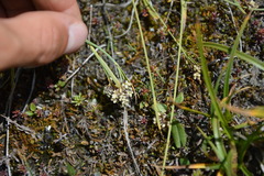 Carex bicolor