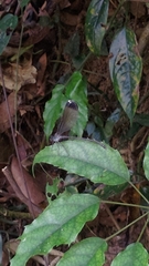 Psolodesmus mandarinus