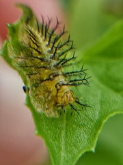 Henosepilachna vigintioctopunctata