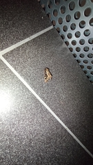 Trigonophora flammea