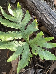 Doryopteris angelica