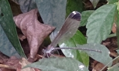 Psolodesmus mandarinus