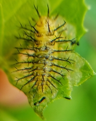 Henosepilachna vigintioctopunctata