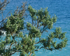 Anthyllis barba-jovis