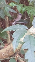 Psolodesmus mandarinus