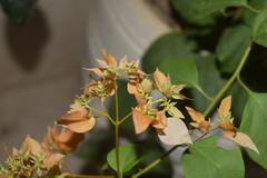 Bougainvillea