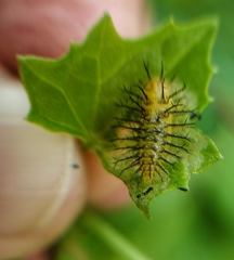 Henosepilachna vigintioctopunctata