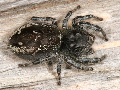 Phidippus borealis