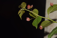 Bougainvillea