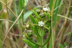 Aspidoglossum heterophyllum