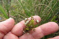 Aspidoglossum heterophyllum