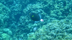 Melichthys vidua