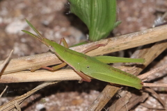 Atractomorpha similis