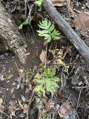 Doryopteris angelica