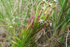 Aspidoglossum heterophyllum