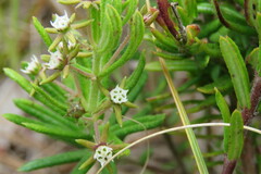 Aspidoglossum heterophyllum