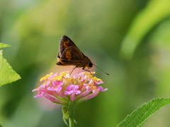 Taractrocerini