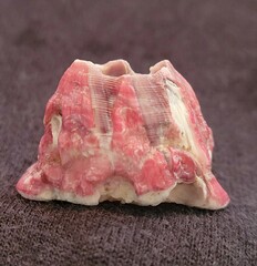 Megabalanus tintinnabulum