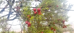 Juniperus phoenicea