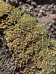 Pycnophyllum bryoides