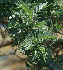 Anthyllis barba-jovis