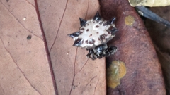 Gasteracantha kuhli