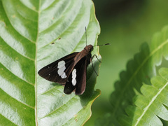 Notocrypta feisthamelii