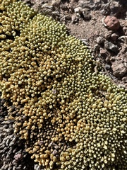 Pycnophyllum bryoides