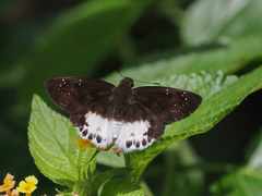 Tagiades menaka