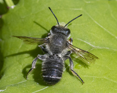 Megachile frigida
