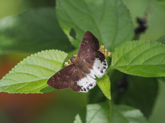 Tagiades menaka