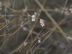 Asperula tenella