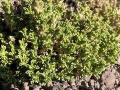 Baccharis tola