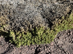Baccharis tola