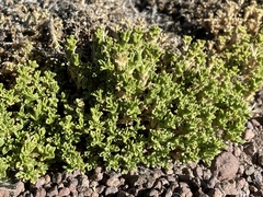 Baccharis tola