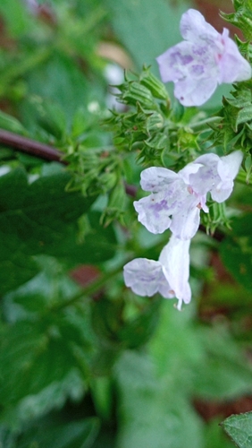Rahlocvjetna gorska metvica (Clinopodium nepeta)