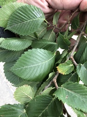 Ulmus americana