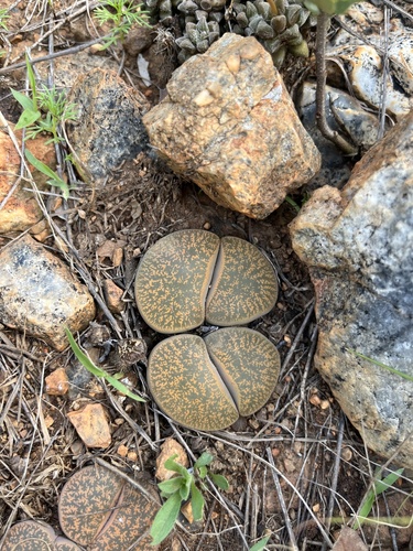 Lithops lesliei