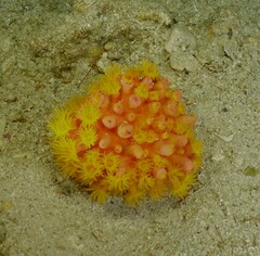 Tubastraea coccinea