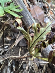 Doryopteris angelica