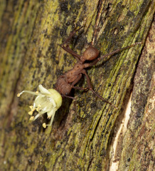 Acromyrmex octospinosus