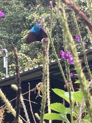 Astraptes fulgerator