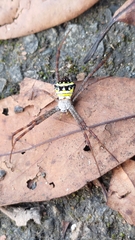 Argiope aetheroides