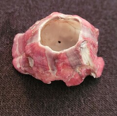 Megabalanus tintinnabulum