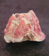 Megabalanus tintinnabulum