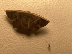 Cimicodes ferruginea