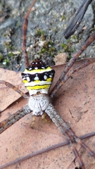 Argiope aetheroides